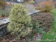 Image result for Buxus acutata