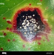 Image result for Otiophora scabra