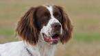 French Spaniel Info, Temperament, Puppies, Pictures