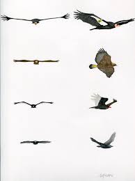 We did not find results for: About California Condors U S National Park Service