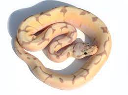 Banana Bumble Bee Enchi Morphology Banana Ball X Enchi X Pastel X Spider Ball Python Ball Python Morphs Python