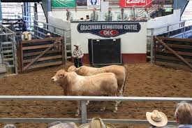 Charbray Society Of Australia Ltd Charbray Annual Cattle Sale Rockhampton Cattle Fawn Colour