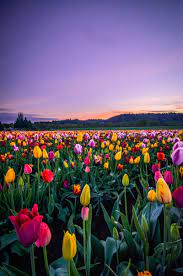 Portfolio Landscape Beautiful Nature Pictures Flower Landscape Flowers Photography