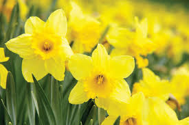 Daffodils Daffodil Flower Daffodils Yellow Flower Photos