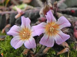 Image result for Biophytum