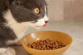 Compared to wet foods, dry cat foods fortunately, we have compiled the following top 10 best dry cat food brands reviews in 2020 that come at various prices to meet various needs and budgets. The 9 Best Premium Dry Cat Foods Of 2021 According To A Veterinarian
