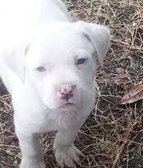 Melanin production only starts a few weeks after birth and slowly increases with age. Pin By Leanne Hodges On Through The Eyes Of Animals Tiny Baby Animals Pitbull Puppies Baby Animals