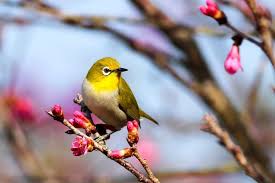 We handle pigeon control, swallow control, owl eviction and control, and any other bird issues you may have. Advantages Of Hiring Professional Bird Control Services