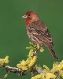 Small Bird With Red Head And Chest House Finch National Audubon Society Birds Finches Bird Backyard Birds Common Birds
