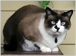 Résultat de recherche d'images pour "snowshoe cat"