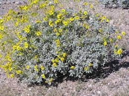 We did not find results for: Joshua Tree National Park A Plant Lovers Paradise High Plains Gardening