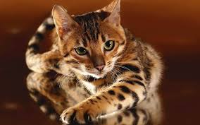 They love to play, are constantly moving around and love to be busy. Bengal Cat Dinoanimals Com