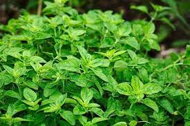Hierbas Aromaticas Que Puedes Tener En Tu Departamento Flor Plantas Plantasdeinterior Decoracion Planta Oregano Plant Perennial Herbs Herbs