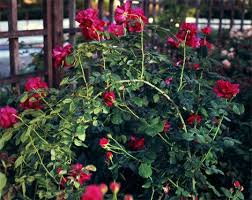 Pin On Garden