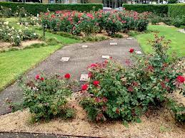 You want the bigger landscaping plants (the flashier and bushier they are, the better). Where To Plant Rose How To Choose A Spot To Grow Roses