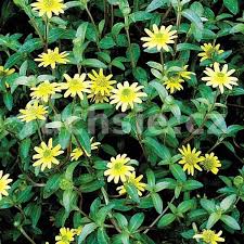 Image result for foto Vitálka