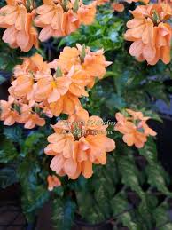 Image result for Crossandra fruticulosa
