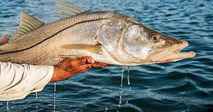 Snook are one of the most highly targeted fish in florida's waterways. Today We Are Talking About How To Catch Snook We Will Be Covering A Lot Of Information To Maximize Your Fishing Experience The Next Time You Take To The Waters So If