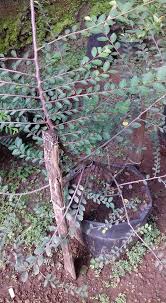 Chinese elm #belajarmembuatbonsai #bonsaipemula видео bonsai parvifolia dengan nama lokal pohon ulmus канала bonsai anak. Ulmus Micro Budidaya Bonsai Jibon Seni Bertani Bonsai Facebook