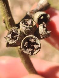 Image result for Eucalyptus saligna