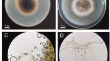 Image result for Andropogon festuciformis