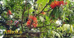 Maybe you would like to learn more about one of these? Ashoka Tree Medicinal Usage And Home Remedies