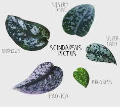 We did not find results for: Ashleigh On Instagram Another Helpful Little Diagram This One I Feel I Need To Get Printed O Scindapsus Pictus Scindapsus Pictus Exotica Pothos Types