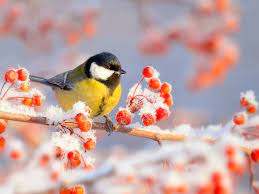 Winter, Titten, Vogel, rote Beeren, Schnee 1920x1440 HD Hintergrundbilder,  HD, Bild