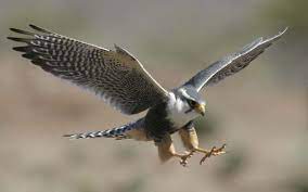Peregrine Falcon Found Shot Dead At Derbyshire Wildlife Trust S Headquarters Focusing On Wildlife Peregrine Falcon Pet Birds Peregrine