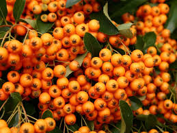 Image result for Pyracantha coccinea golden charmer