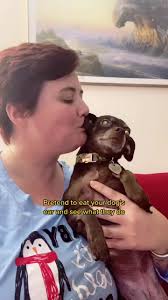 Man Pretending to Eat Weimaraners Ear