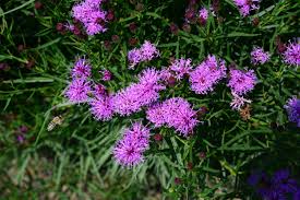 Image result for Vernonia smithiana
