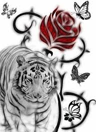 tiger animalphotographytiger tiger pet tiger big cats art tiger pictures