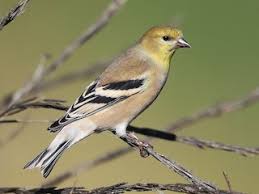 Image result for Triceratorhynchus viridiflorus