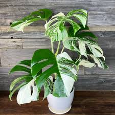 Image result for Selago albomarginata