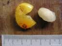 Image result for Cordia mukuensis