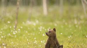 Najnowsze informacje z kraju i ze świata, najważniejsze wiadomości gospodarcze, sportowe i naukowe. Niesamowite Spotkanie W Tatrach Widzialem Przynajmniej 38 Niedzwiedzi Magazyn Rmf Fm