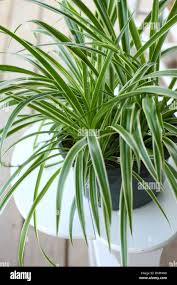 Image result for Chlorophytum gallabatense