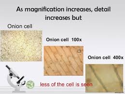 When viewing onion cells under a microscope a few drops of a certain solution are added to stain the cells and show these cells more clearly. Parts And Functions Of A Microscope