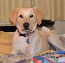 Get the inside scoop on jobs, salaries, top office locations, and ceo insights. Pet Care Center At Luna Park Petcarecenter Profile Pinterest