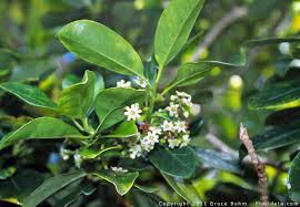 Image result for Araliaceae