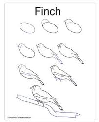 Learn How To Draw A Finch Keep This Reference In A Binder In A Science Center For Reference Students Can Use I Animal Drawings Learn To Draw Drawing Supplies