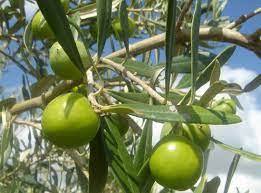 The nocellara del belice trees grow to a medium height and can adjust to different environmental factors. Nocellara Olives Why To Choose This Olive Oil Dievole