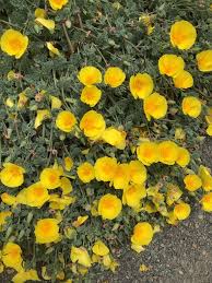 Image result for Eschscholzia