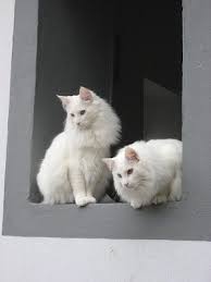 Norwegian Forest Cat Norwegian Forest Cat History Norwegian Forest Cat Angora Cats Forest Cat