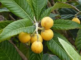 Image result for Nesaea fruticosa