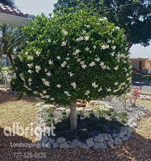 Gardenia Tree Spring Blooming Trees Small Accent Tree Gardenia Trees Spring Blooming Trees Outdoor Bonsai Tree