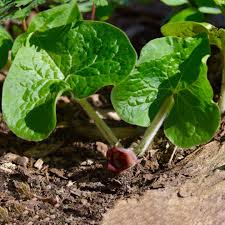Plants Are The Strangest People: Houseplant Toxicity Week: Part 5  (Unpleasant Plants)