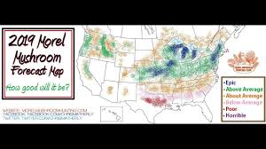 2019 Video Morel Mushroom Forecast And Current Finds By Chris Matherly