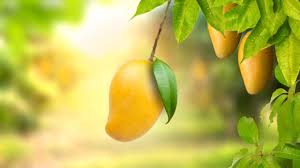 Image result for Mangifera